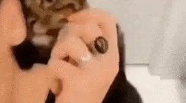 Cat's reaction when the butler puts on makeup gif.
