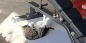 A new gym worker works so hard.