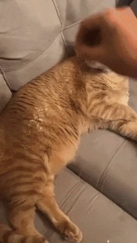 Making cat dough and baking gif.