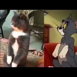Tom and Jerry's reality test.