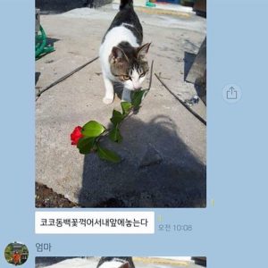 A cat that bends flowers to her mother.jpg