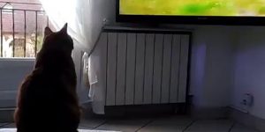 A cat running away surprised while watching TV.gif
