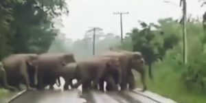 Crossing the street elephant group gif