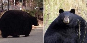 A bear that's bulked up bear.
