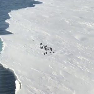 Penguin gif that fell out of the group alone.