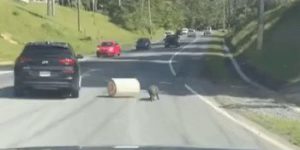 A boar that cleans up traffic.