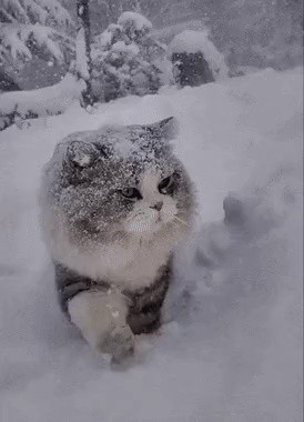 Cat walking on the snow gif