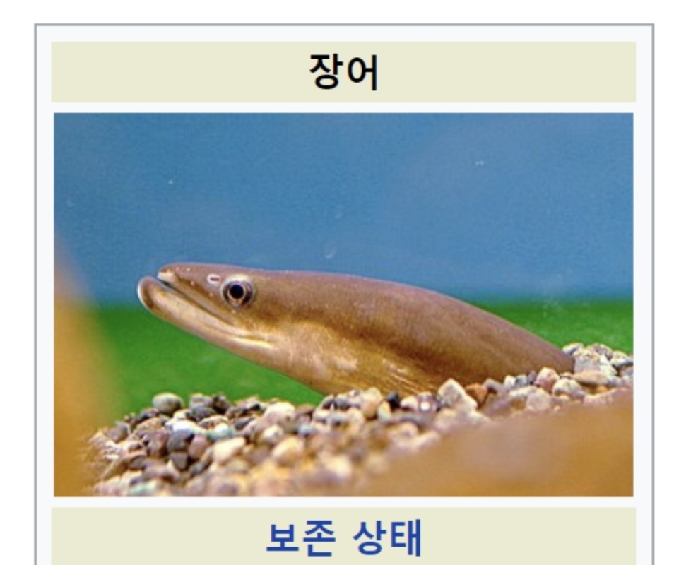 The reason why eel is endangered.jpg