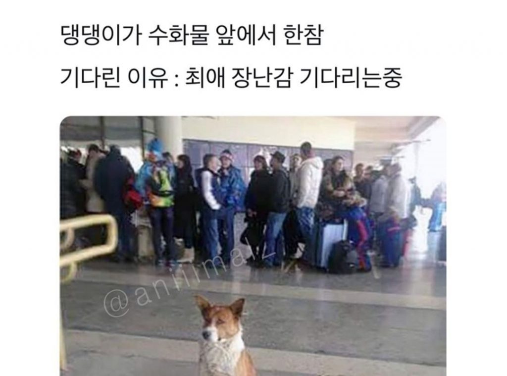 The reason why the puppy waited in front of the luggage.