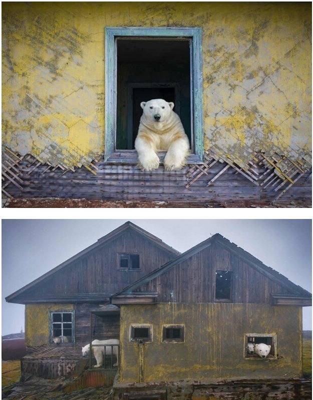 Polar bears living in buildings abandoned by humans.jpg