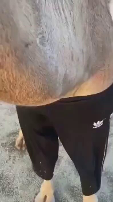Ostrich GIF wearing pants.