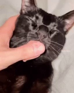 The cat automatically washed its face.