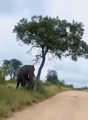 The reason why the elephant broke the tree.