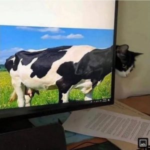 A cow's body and a cat's face.