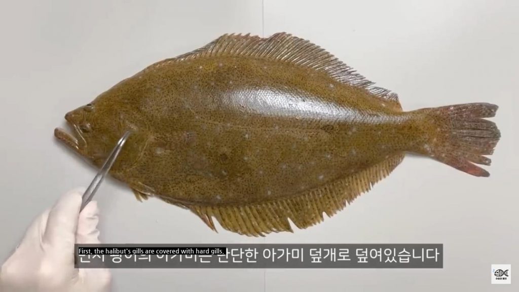 The reason for the existence of flatfish.