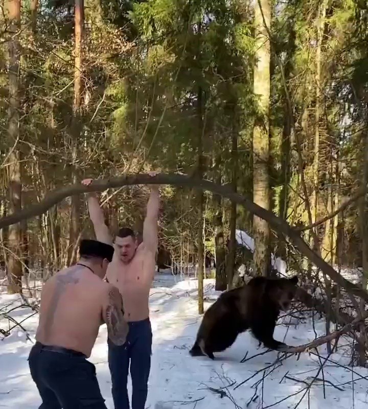 SOUND. A video of a bear working out on a snowy snowy mountain with a human sandbag.