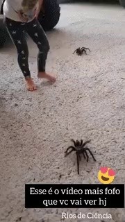 Playing with spiders, gif