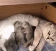 Two kittens fight while drinking milk.