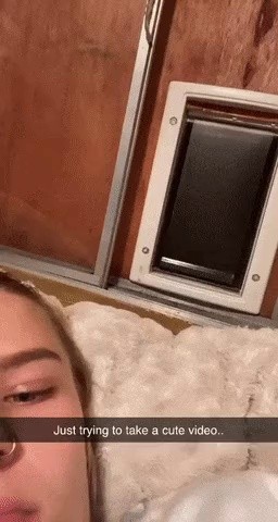 Cat shooting disaster gif