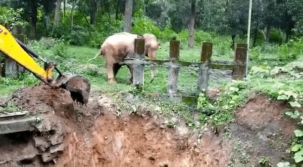 Elephant who thanked the excavator for saving him.