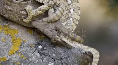 Close-up shot of chameleon genitals that do not change color during mating gif