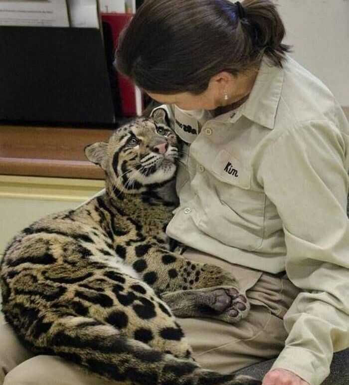 The cat's expression that was separated from the zookeeper