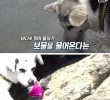 a dog that picks up sea cucumber from the sea