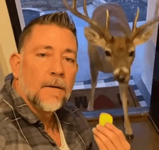 Deer gif who brought his friends for a piece of apple