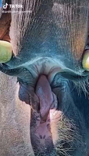 Chilling Elephant Mouth