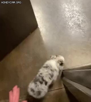 A puppy gif who saw a vet after a long time