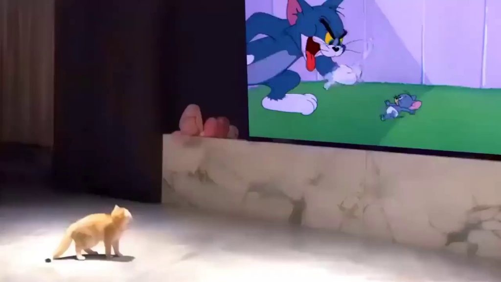 SOUND The Cat Who Sees Tom and Jerry
