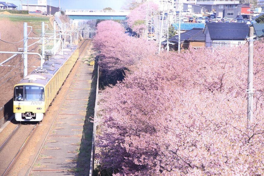 I took pictures of cherry blossoms and trains.jpg