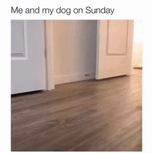 Spend Sunday with my dog gif