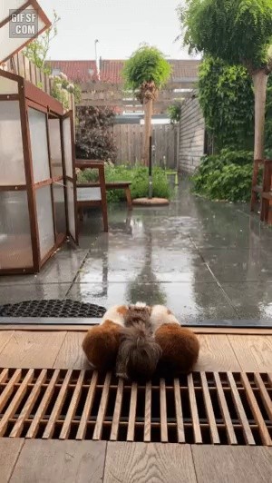 Guinea pig watching the rain