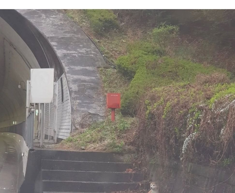 A puppy getting rained on next to a tunnel