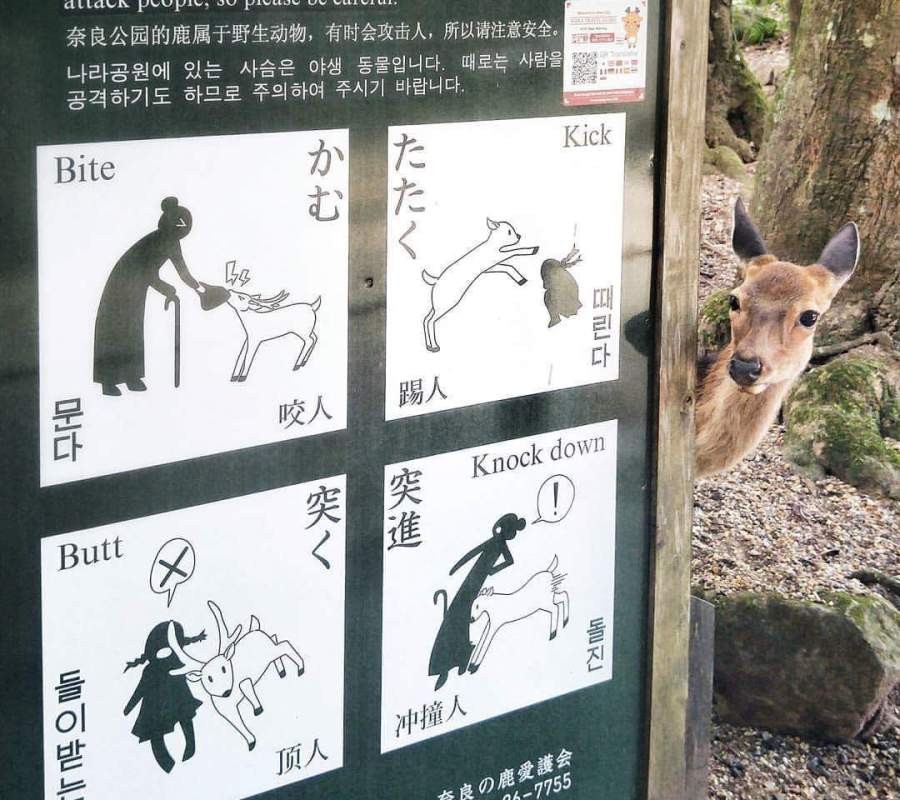 Japan Deer Park Warning