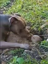 Puppy gif that interferes with digging