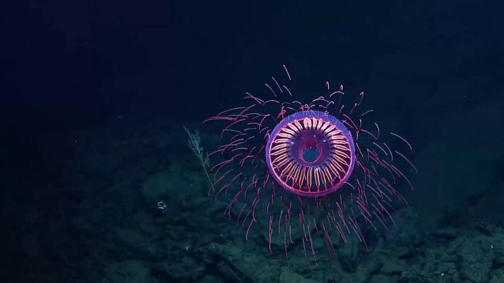 Rare deep-sea jellyfish Halitrepes maasi
