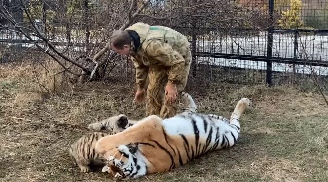 In Russia, people play with tiger lions gif