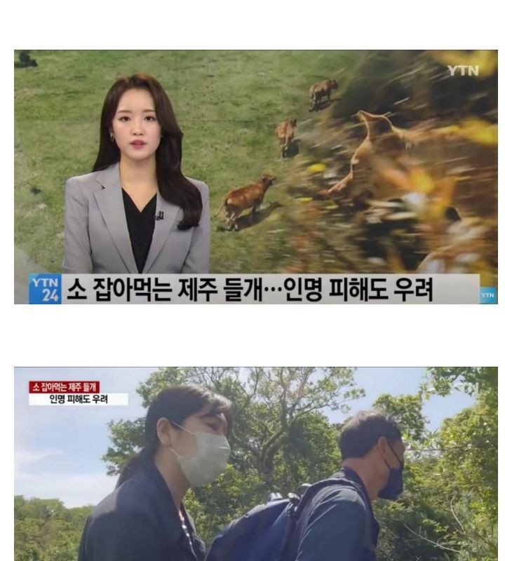 Jeju Island's Wild Dog Problem Becoming Serious jpg