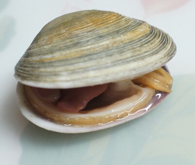 A Strange Tale of Japanese Clam Wife