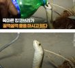 I showed a bottle of water to a thirsty king cobra and it was amazing.jpg