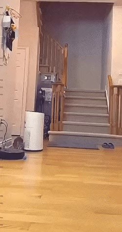 the cat's reaction rate