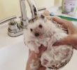 Taking a hedgehog bath gif