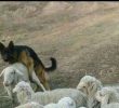 SOUND sheep farm puppy class gif