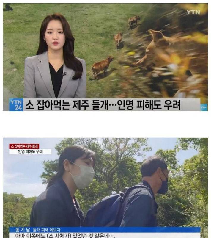 Jeju Island's Growing Wild Dog Problem