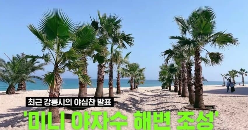 Gangwon Province JPG planted palm trees on Gangneung Beach