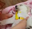 SOUND: Puppy Fainted After Taking a Walk