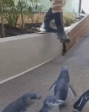 a baby penguin with a good keeper