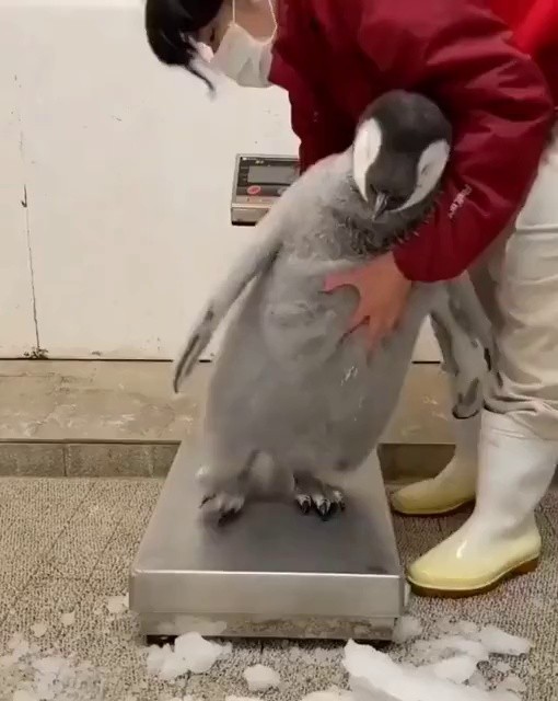 SOUND Baby Penguin who doesn't want to weigh himself. mp4